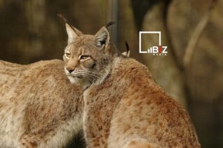 Красная книга Казахстана. Туркестанская рысь попала в фотоловушку