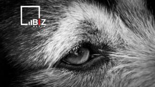 Убийство животных с целью получения мяса и жира