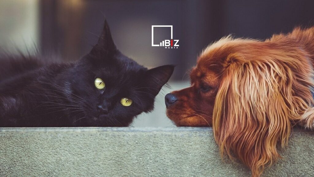 Помощь животным. Bizmedia.kz