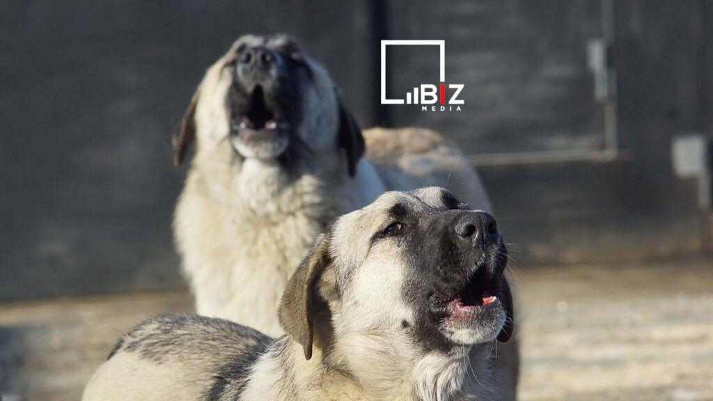 Собаки нападают на детей. Bizmedia.kz