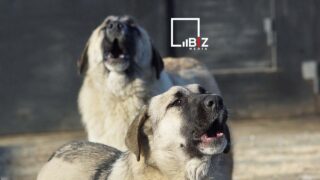 Бездомные собаки нападают на детей в Алматы. Как защититься?