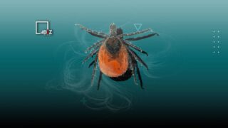 Болезнь Лайма из-за клещей в Казахстане: как лечить, симптомы