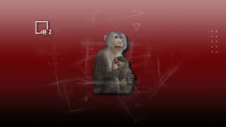 В Венгрии и Норвегии — первые зараженные обезьяньей оспой