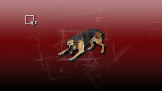 В Актобе собаки насмерть загрызли ребенка. Несколько советов, как защищаться