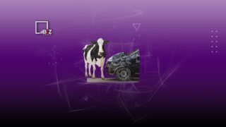 Что делать, если попал в ДТП на трассе с животными в Казахстане