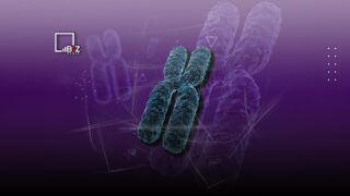 Сколько хромосом у человека здорового. Простым языком