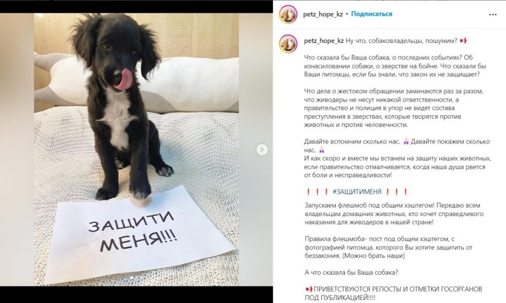 Иллюстрация — Бойня для собак в Алматинской области. Что о ней известно?