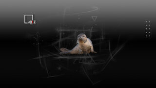 Выброс сероводорода мог стать причиной массовой гибели тюленей на Каспии