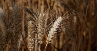 Гибридная пшеница на полях США: война, климат угрожают мировым запасам продовольствия