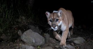 Известный лос-анджелесский горный лев подвергся эвтаназии из-за травм и болезни