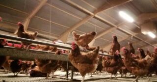 Разбитая яичная промышленность Британии показывает цену продовольственной инфляции