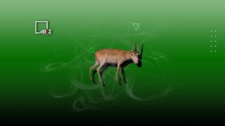 В Казахстане до конца 2023 года хотят продлить мораторий на отстрел сайгаков