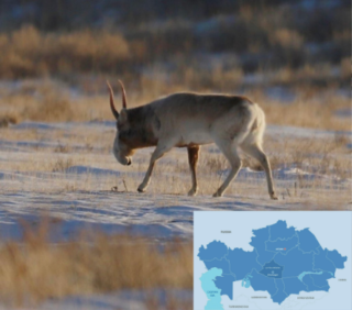 Стадо сайгаков, находящихся под угрозой исчезновения, гуляет по улицам в Улытауской области (Видео)