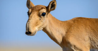 В Атырауской области задержаны браконьеры, которые охотились на сайгаков