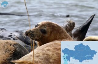 Центр исследований и реабилитации каспийского тюленя получил международное финансирование для продолжения усилий по их сохранению