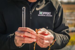 Голландская компания делится передовыми методами ведения сельского хозяйства с казахстанскими фермерами