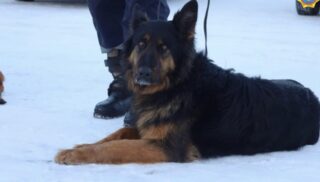 Казахстанские спасатели вытащили троих выживших из-под завалов в Газиантепе