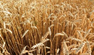 Названы предварительные цены форвардного закупа сельхозпродукции в Казахстане