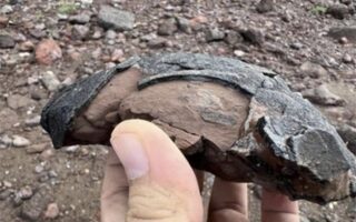 Редкая находка окаменелостей яиц динозавра обнаружена в юго-западном регионе Южной Кореи