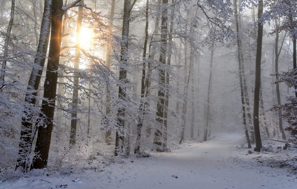 Фото: Pixabay.