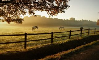 В Павлодарской области намерены вернуть в госсобственность 310 тысяч гектар неиспользуемой земли
