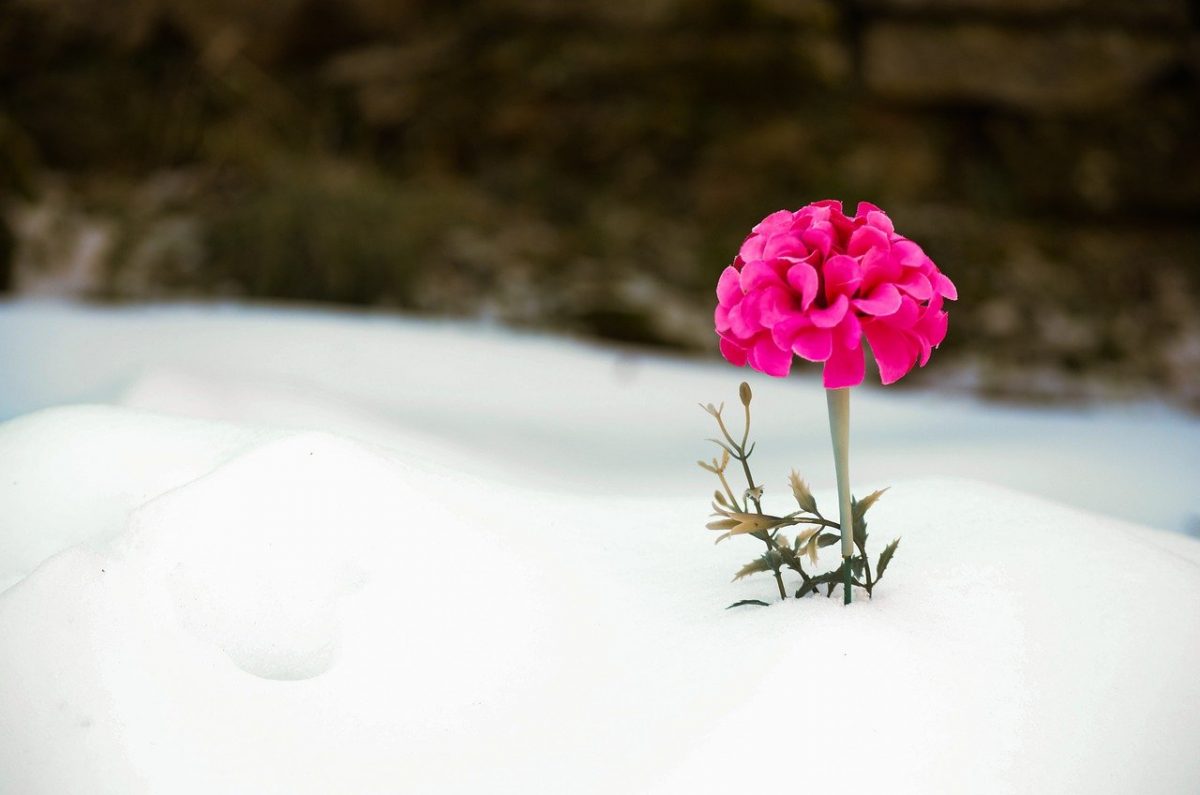 Фото: Pixabay.com