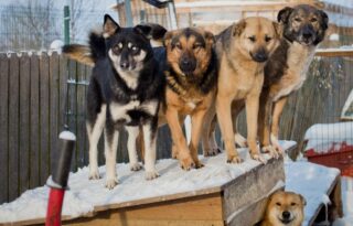 «Горячая линия»: как сообщить о жестоком обращении с животными