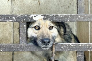 «Я живой» — приют для животных и маяк надежды для бродячих собак и кошек в Астане