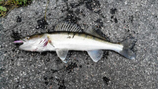 Казахстан намерен ввести запрет на вывоз судака и сома на 6 месяцев