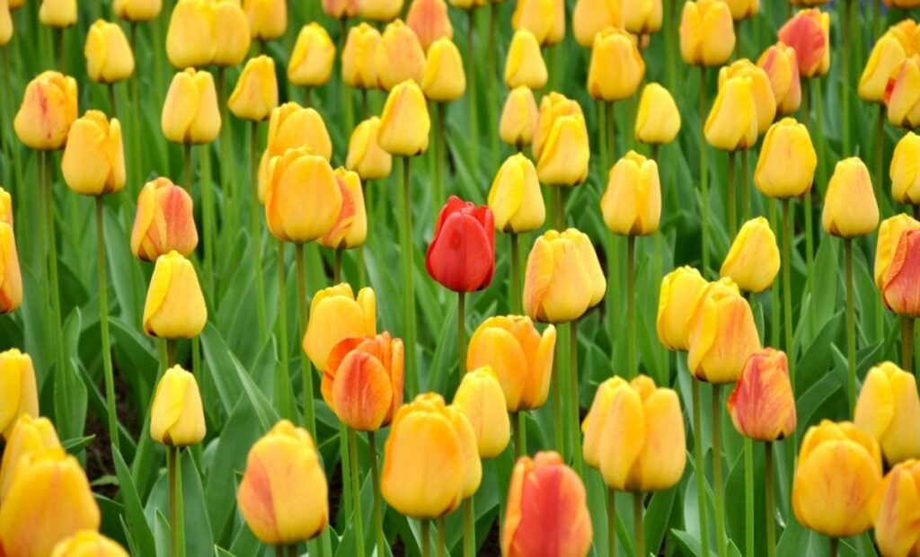 Фото: Shutterstock
