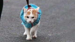 Новые правила выгула и содержания домашних животных: что изменится?