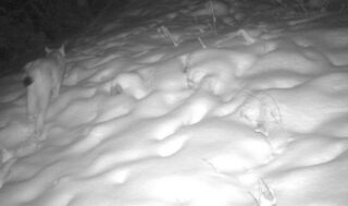 Туркестанские рыси пойманы на следовые камеры