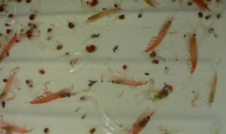 Ученые совершили прорыв в изучении генома антарктического криля