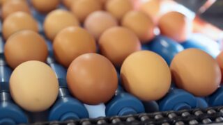 Казахстан планирует запретить ввоз яиц с апреля по сентябрь