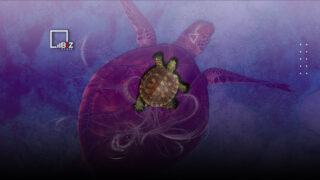 К чему снится черепаха: толкования, сонники, полный разбор