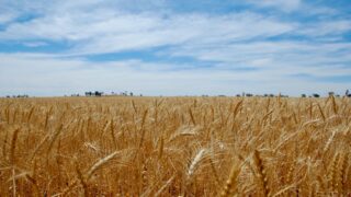 Казахстан ввел шестимесячный запрет на ввоз пшеницы автомобильным транспортом