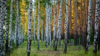 Казахстанцам напомнили о запрете на сбор березового сока и о том, что за это нарушение можно получить штраф