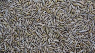 МСХ РК: «В Казахстане нет дефицита зерна»