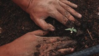 МСХ внесло изменения в правила субсидирования растениеводства