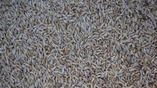 ООН предложила Эрдогану план по «зерновой сделке»