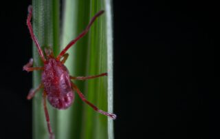 Сезон клещей: как предостеречь себя от укусов в весенний период