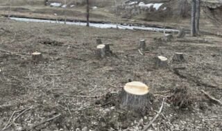 В ВКО выявили незаконную вырубку леса на сумму в 90 тыс. тенге