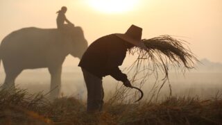 Высокие температуры представляют угрозу для сельского хозяйства в Азии