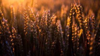 28 инвестиционных проектов в области Абай реализуют в сфере АПК