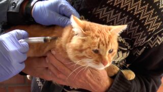 Близ границ Казахстана введен карантин из-за бешенства у животных