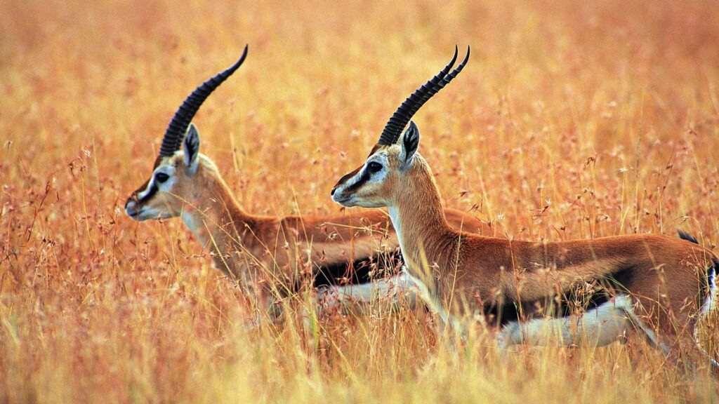 Фото: oir.mobi.