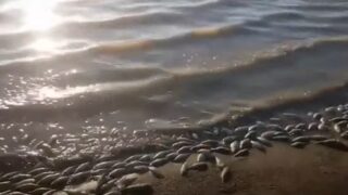 Экологи выяснили причину массовой гибели рыбы в СКО в конце апреля