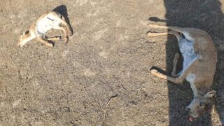 Гибель в ЗКО почти 150 сайгаков вызвала у специалистов большую обеспокоенность