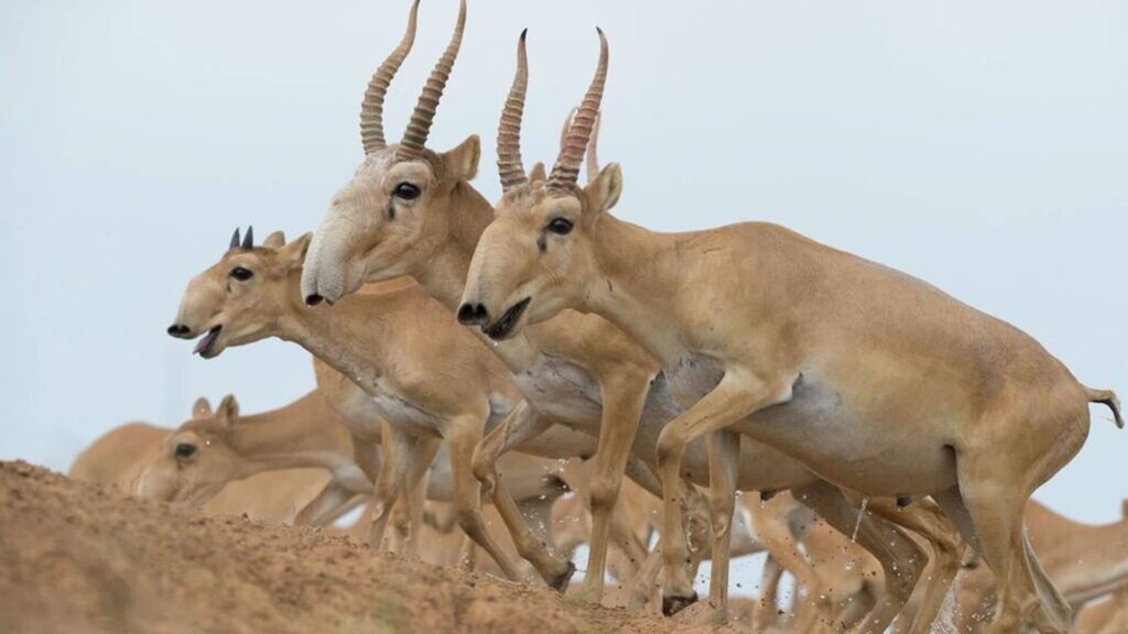 Фото: WWF.