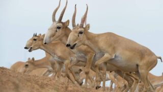 Как регион ЗКО решает проблему увеличения численности сайгаков?